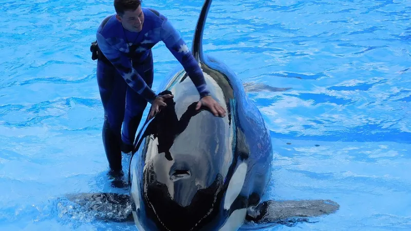 Muere repentinamente la orca más joven de SeaWorld San Diego
