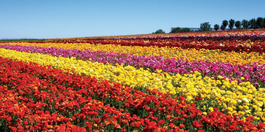 Una Semana Ms Extienden El Impresionante Espectculo De Flores En Carlsbad.jpg
