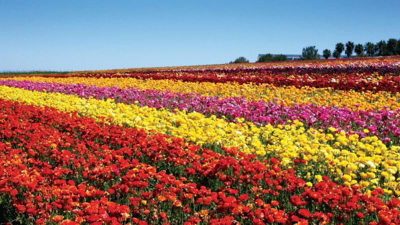 Una Semana Ms Extienden El Impresionante Espectculo De Flores En Carlsbad.jpg